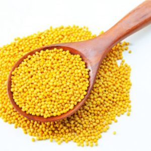 Mustard Seeds Yellow